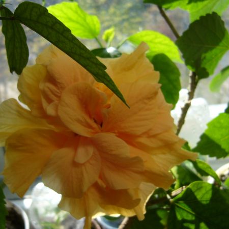 hibiscus